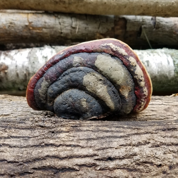 About Inspiration Boreal - Picture 13 of 16